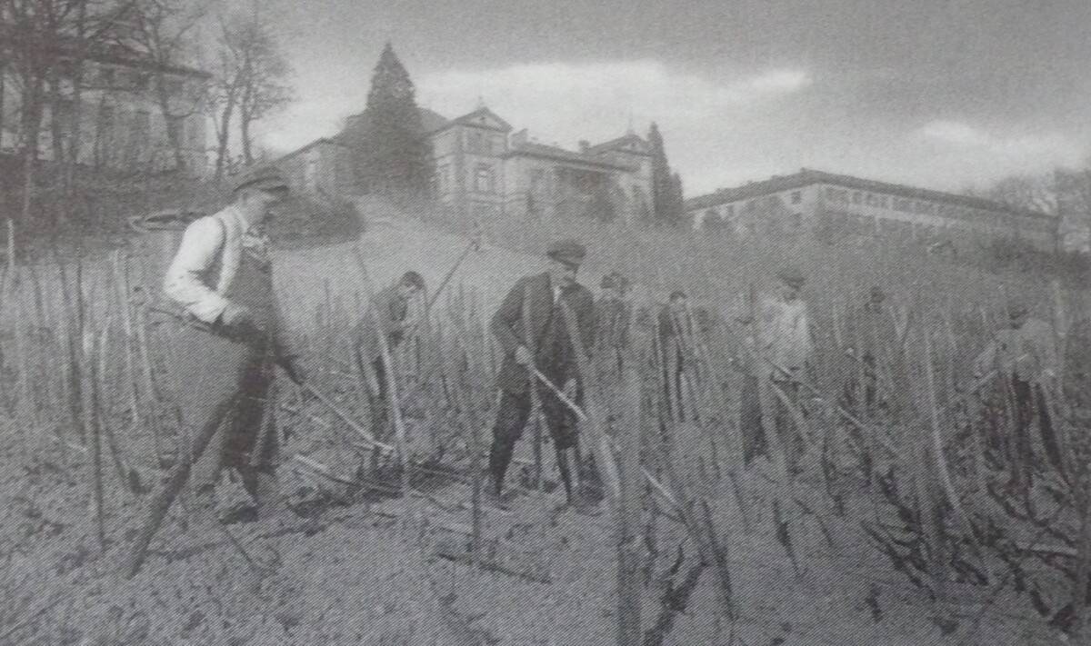 Historisches Foto des Weinbaus auf dem Eichberg